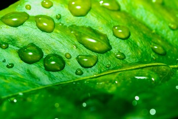 Wall Mural - Close up macro rain drops on green leaf, water and water and nature background concept. photo green texture leaves design material.