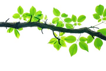 Leaf Tree. Green Tropical Tree Branch with Leaves, Isolated for Natural Ecology Environment Design