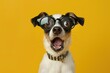 © Anna - shocked little dog wearing glasses Isolated on color background