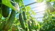 © Jafree - Cucumber plants in a lush garden under sunlight. Concept of organic farming, sustainable agriculture, fresh produce