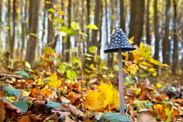 Wall Mural - black white mushroom coprinopsis picacea, ( magpie mushroom, magpie fungus, magpie inkcap fungus ) i