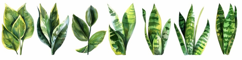 Hyperrealistic highly detailed Sansevieria plant on transparent background