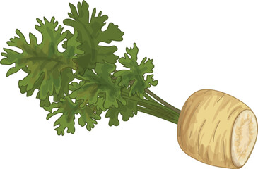 Sticker - Fresh parsnip with green leaves lying on white background