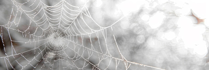 Spider web with morning dew drops in sunlight intricate natural pattern