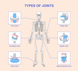 types of joints scheme. educational medical infographic with human skeleton anatomy and bone connect