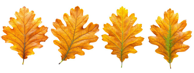 Wall Mural - Autumn oak yellow leaves set isolated on transparent white background, png element. Fall oak foliage collection