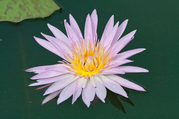 Lilac and orange water lily, Nymphaeaceae