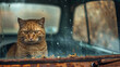 © AI_images_for_people - A dejected ginger cat sits in the back of a closed car, its face pressed against the closed window, staring out with a sad expression.