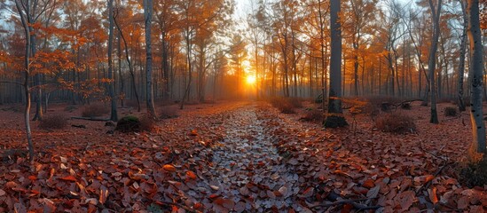 Poster - Autumn Forest Path at Sunset