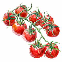 A watercolor illustration of fresh cherry tomatoes on the vine, showing their vibrant red color and green stems, isolated on white background.