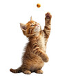 © Nottenaj - A playful 3D kitten, batting at a laser pointer dot with boundless energy, against a clean white background.