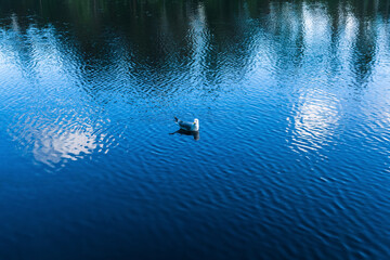 Seagull on the surface of the water