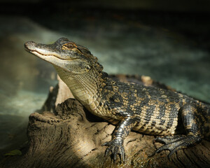 Baby Alligator portrait