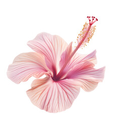 Wall Mural - Light pink hibiscus flower isolate on transparent background.