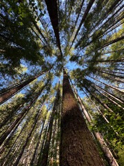 trees in the forest