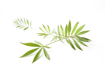 Sticker - Green Leaves on White Background