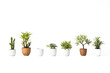 © Rysak - Minimalist Houseplants in White Pots on White Background