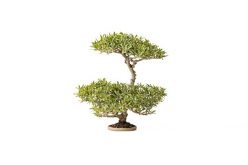 Wall Mural - Bonsai Tree Isolated on White Background