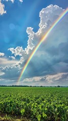 Poster - A rainbow is seen in the sky above a field of green plants
