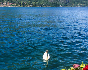 Swan floats on calm blue lake