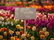 © Nataliya - Whiteboard in a colorful tulip garden during springtime
