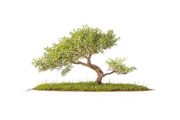 Wall Mural - Small Green Bonsai Tree with Grass Isolated on White Background