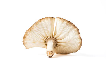 Canvas Print - Single Mushroom on White Background