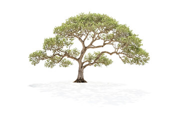 Poster - Isolated tree with shadow on white background