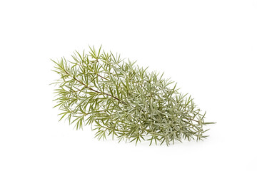 Wall Mural - Green Plant Branch Isolated on White Background