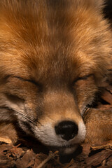 The muzzle of a red fox close-up on the lawn in sunny summer weather, sleeping with its eyes closed