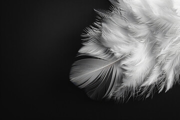 Wall Mural - White feather on a black background, in a close-up. Soft and delicate texture of the bird's wing with space for text.