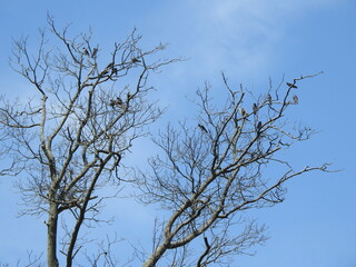 Wall Mural - A flock of tree swallows perched in a tree, under a blue sky. Bombay Hook National Wildlife Refuge, Kent County, Delaware. 