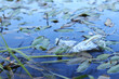 © Mariia - Plastic bottle in water, lake or river. Plastic pollution. Pollution of reservoirs and rivers. Garbage in the river close-up. An abandoned bottle floats on the lake. Food plastic in river water
