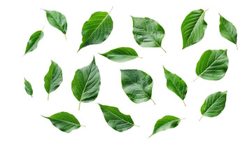 Poster - A cluster of fresh green leaves, separated on a pristine white background, showcasing their lush color and texture