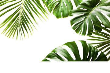 Sticker - Close-up of green tropical palm leaves, separated on a pristine white background, highlighting their lush details and natural beauty