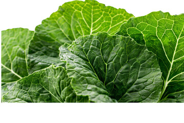 Canvas Print - Close-up of mustard leaves with prominent veins and vibrant green hues, isolated on a white background, emphasizing their natural texture