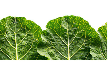 Sticker - Close-up of mustard leaves with prominent veins and vibrant green hues, isolated on a white background, emphasizing their natural texture