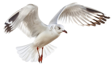 Poster - Seagull in mid-flight, isolated on a clean white background, capturing its dynamic movement and feather details