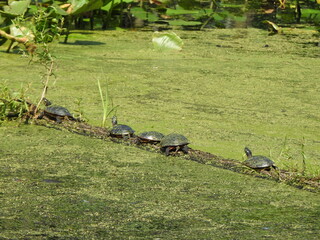 Wall Mural - A group of aquatic turtles basking in the sun within the wetlands of Wildwood Park, Dauphin County, Harrisburg, Pennsylvania.