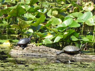 Wall Mural - A pair of semi-aquatic turtles, basking in the sun, within the wetlands of Wildwood Park, Dauphin County, Harrisburg, Pennsylvania.