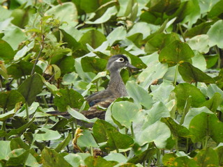 Wall Mural - A juvenile wood duck camouflaged within the wetland foliage, Wildwood Park, Dauphin County, Harrisburg, Pennsylvania.