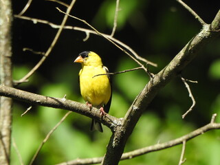 Wall Mural - A male, american goldfinch, perched on a branch within the woodland forest of Wildwood Park, Dauphin County, Harrisburg, Pennsylvania.