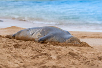 Wall Mural - Monk seal sleeping on sandy beach near ocean