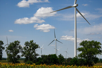 sunflowers growing in a field with wind turbines generating clean energy on a sunny day