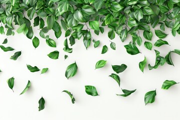 Poster - A collection of green leaves scattered on a white surface, perfect for use in designs and compositions
