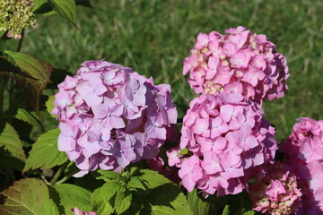 Wall Mural - Sweden. Hydrangea macrophylla is a species of flowering plant in the family Hydrangeaceae, native to Japan. 