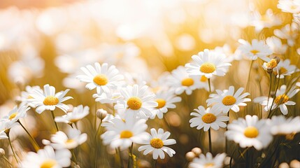 Wall Mural - field of daisies