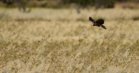 Wall Mural - Rohrweihe - Weibchen // Western marsh harrier - female (Circus aeruginosus) 