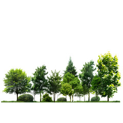 cutout tree line. forest and green foliage in summer. row of trees and shrubs isolated on . forest scape. high quality clipping mask isolated on white background, text area, png