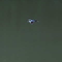 Wall Mural - barn swallow in a pond